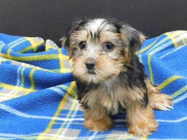 Yorkshire Terrier DOG Female black tan 975 Petland Gallipolis, OH