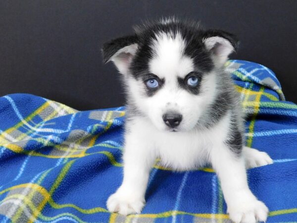 Pomsky DOG Male BLK WHITE 974 Petland Gallipolis, OH