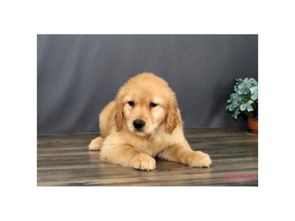 Golden Retriever DOG Female Golden 979 Petland Gallipolis, OH