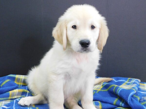 Golden Retriever DOG Male Golden 980 Petland Gallipolis, OH