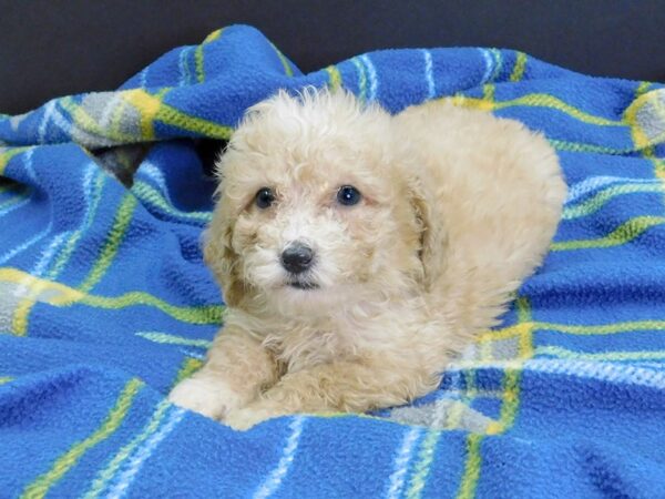 Poo Chon DOG Female RED 981 Petland Gallipolis, OH