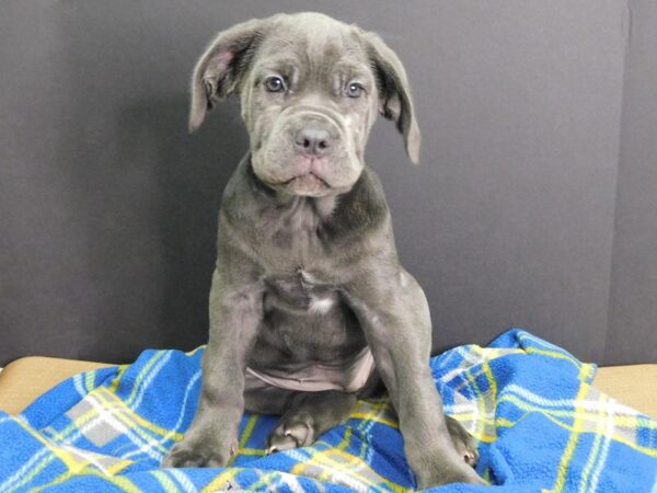 Mastiff/Neopolitan Mastiff-DOG-Female-Blue-982-Petland Gallipolis, OH