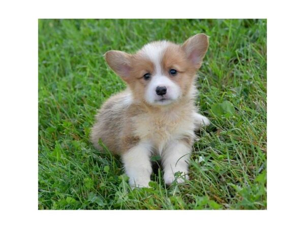 Pembroke Welsh Corgi DOG Male Red / White 987 Petland Gallipolis, OH