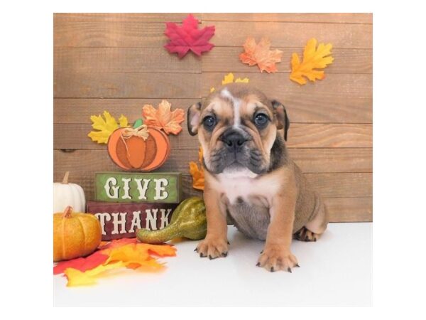 Bulldog-DOG-Female-Red Sable-984-Petland Gallipolis, OH