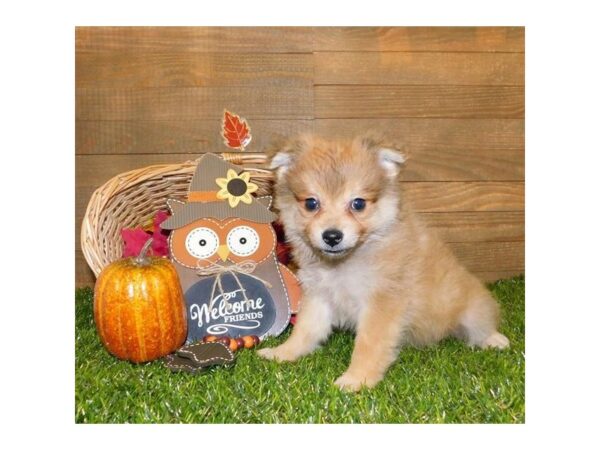 Pomeranian-DOG-Male-Red Sable-985-Petland Gallipolis, OH