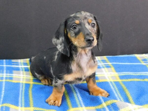 Dachshund Puppy Wild Boar ID:6607 Located at Petland Ashland, Kentucky