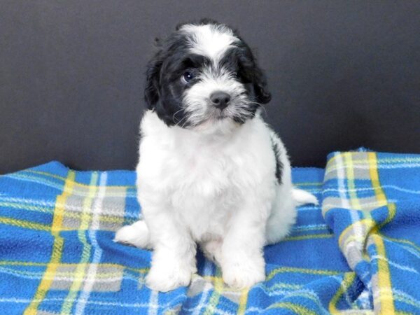 Havanese-DOG-Male-BLK WHITE-991-Petland Gallipolis, OH