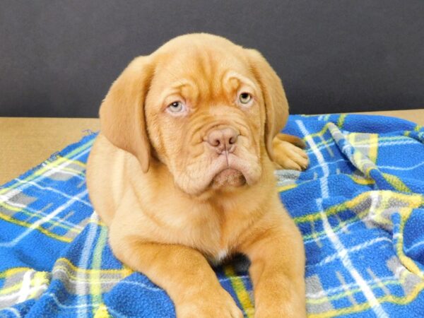 Dogue De Bordeaux-DOG-Female-Fawn-989-Petland Gallipolis, OH