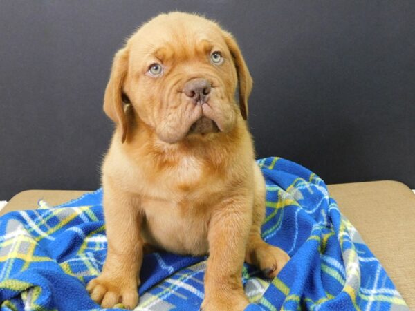 Dogue De Bordeaux-DOG-Male-Fawn-988-Petland Gallipolis, OH