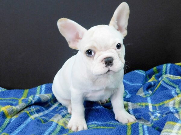 French Bulldog DOG Female Cream & White 996 Petland Gallipolis, OH