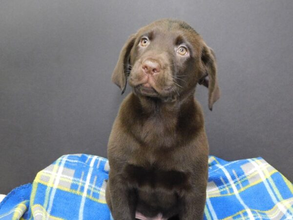 Labrador Retriever DOG Male Chocolate 1001 Petland Gallipolis, OH