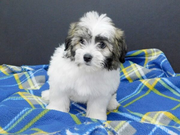 Teddy DOG Female brown white 1000 Petland Gallipolis, OH