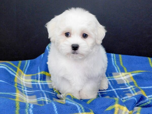 Malshi-DOG-Male-CREAM WHITE-999-Petland Gallipolis, OH