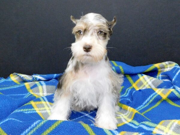 Miniature Schnauzer-DOG-Male-liver merle-998-Petland Gallipolis, OH