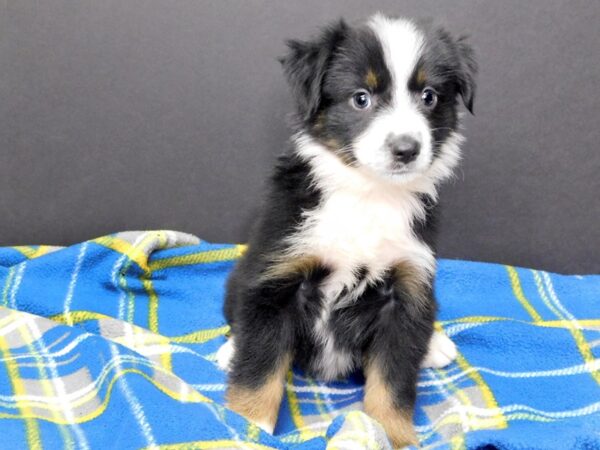 Mini Aussie DOG Female TRI 997 Petland Gallipolis, OH