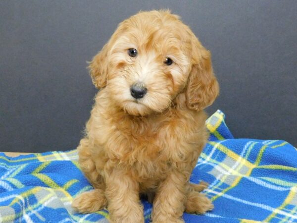 F2 MINI GOLDENDOODLE DOG Female Red 990 Petland Gallipolis, OH