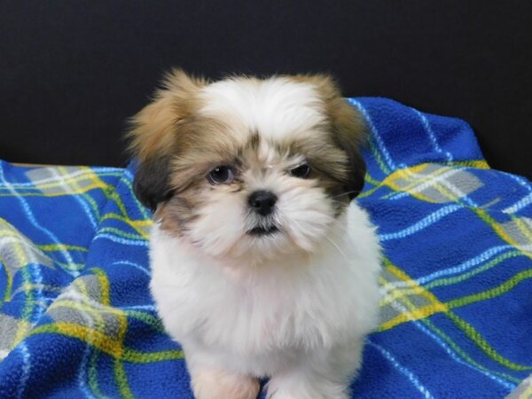 Shih Tzu DOG Female BROWN WHITE 1003 Petland Gallipolis, OH