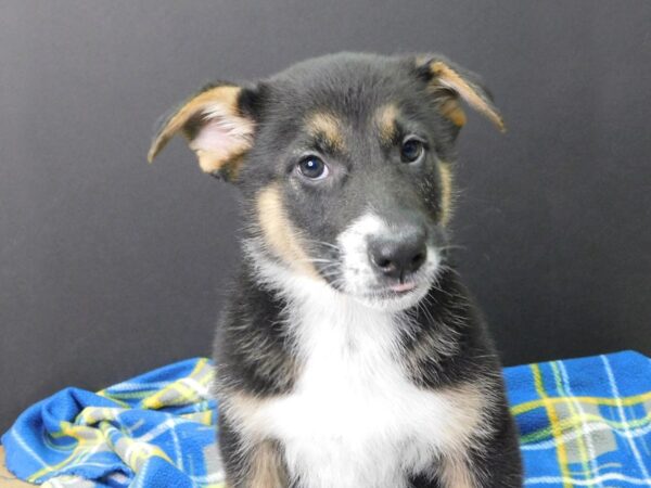 Australian Shepherd Mix DOG Female Black Tan With White Feet 1005 Petland Gallipolis, OH