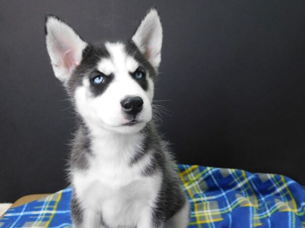 Siberian Husky DOG Male Black & White 1004 Petland Gallipolis, OH