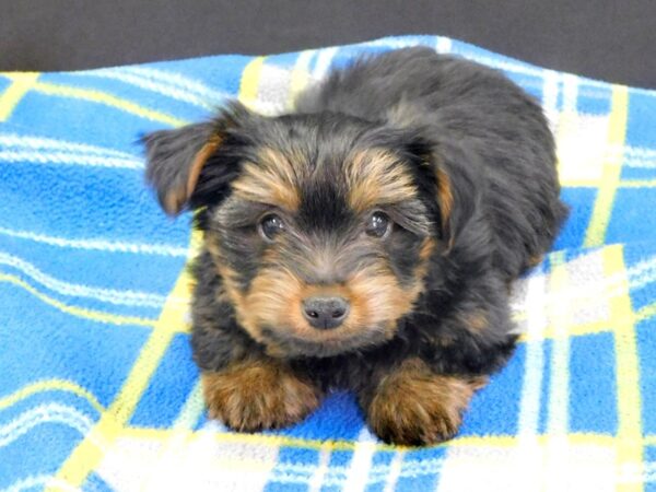 Yorkshire Terrier DOG Male BLK TAN 1008 Petland Gallipolis, OH