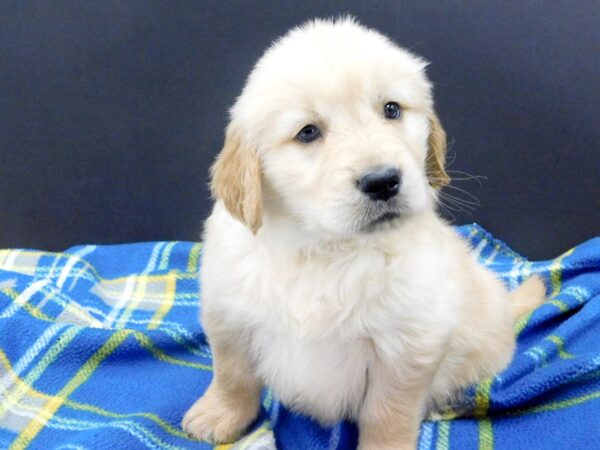 Golden Retriever DOG Male Golden 1007 Petland Gallipolis, OH