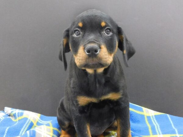 Rottweiler DOG Female Black and Tan 1006 Petland Gallipolis, OH