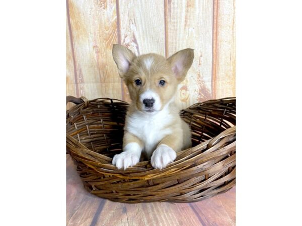 Pembroke Welsh Corgi DOG Female SABLE WHITE 1017 Petland Gallipolis, OH