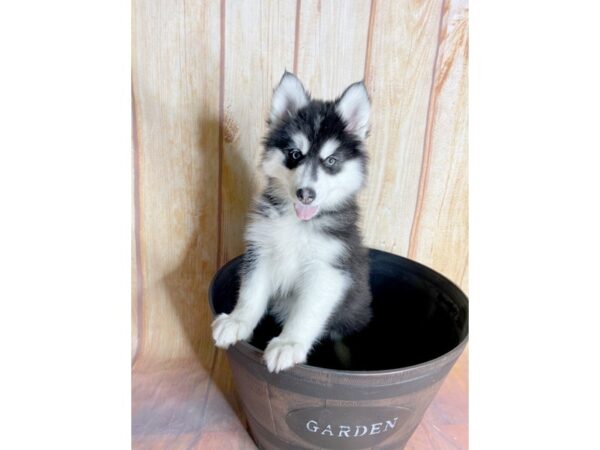 Siberian Husky DOG Female Black White 1018 Petland Gallipolis, OH