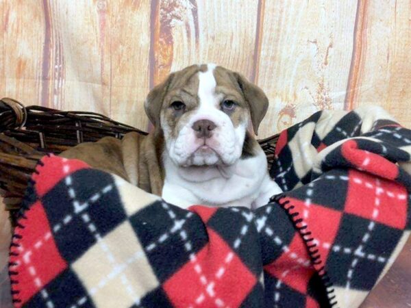 Bulldog DOG Female Brindle / White 1015 Petland Gallipolis, OH