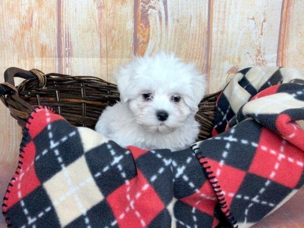 Teddy DOG Male brown white 1016 Petland Gallipolis, OH