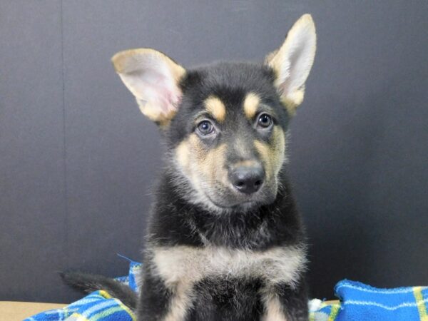 German Shepherd DOG Male Black & Tan 1012 Petland Gallipolis, OH