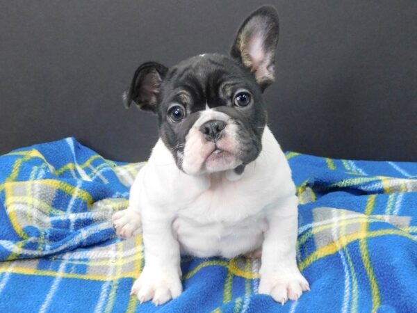 Mini Bulldog DOG Female Black & White 1010 Petland Gallipolis, OH