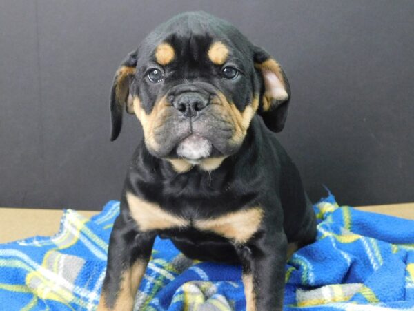 Olde English Bulldog DOG Male BLK TAN 1013 Petland Gallipolis, OH