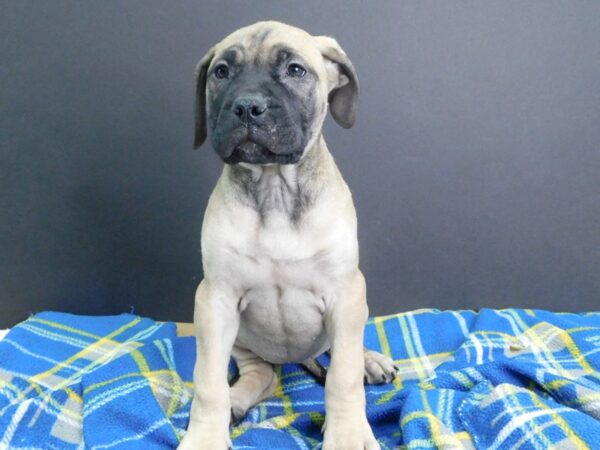 Bullmastiff DOG Female Fawn 1011 Petland Gallipolis, OH