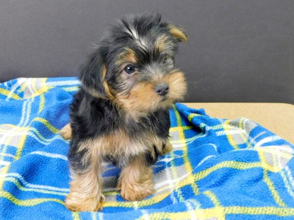 Yorkshire Terrier-DOG-Female-BLK TAN-1023-Petland Gallipolis, OH