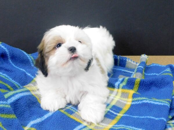 Shih Tzu DOG Female BROWN WHITE 1022 Petland Gallipolis, OH