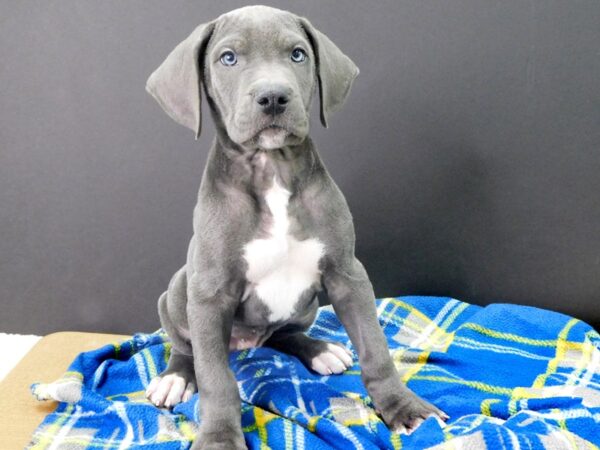 Great Dane DOG Male Gray 1021 Petland Gallipolis, OH