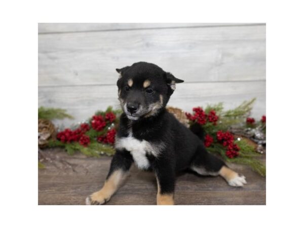 Shiba Inu DOG Male Black / Tan 1026 Petland Gallipolis, OH