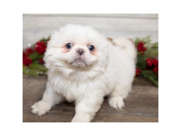 Pekingese DOG Male White 1027 Petland Gallipolis, OH