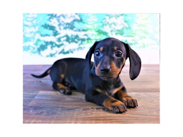 Dachshund DOG Female Black / Tan 1028 Petland Gallipolis, OH