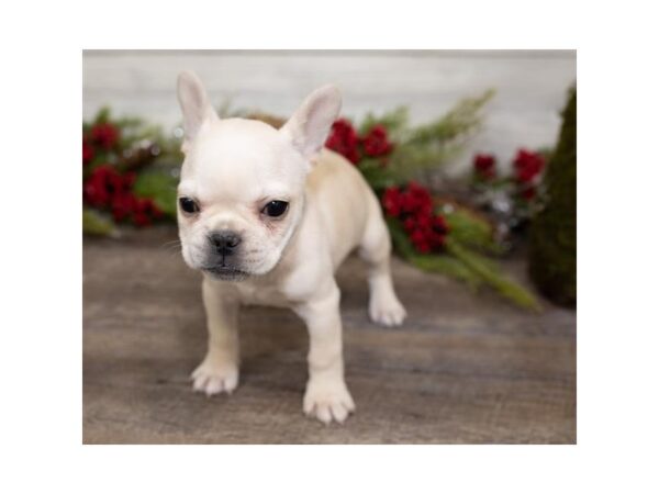 French Bulldog-DOG-Female-Cream-1029-Petland Gallipolis, OH