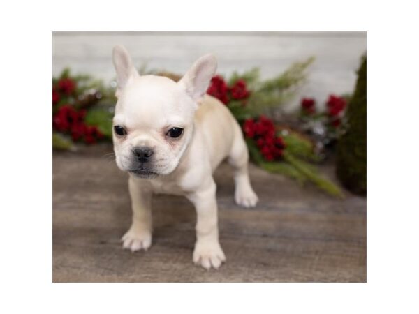 French Bulldog DOG Female Cream 1029 Petland Gallipolis, OH