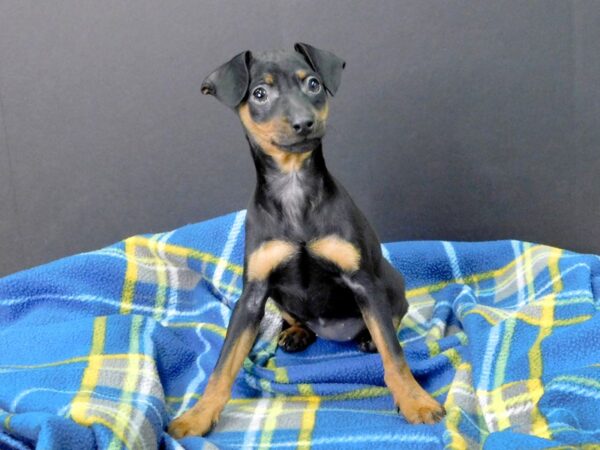 Min Pin DOG Female Black Tan 1025 Petland Gallipolis, OH