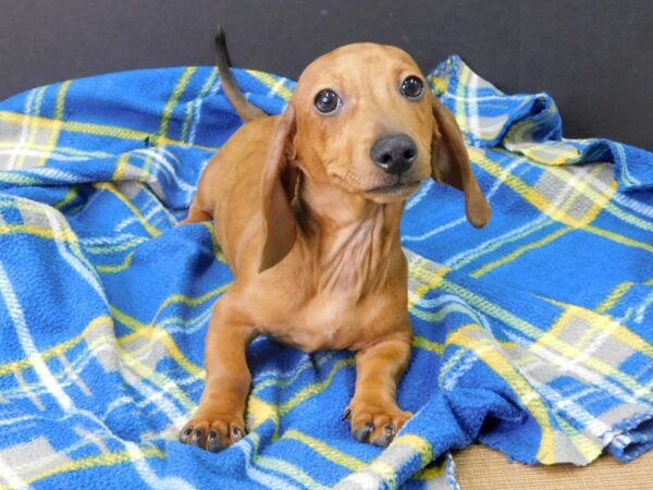 Dachshund DOG Male Red 1019 Petland Gallipolis, OH