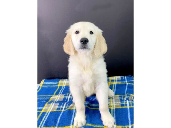 Golden Retriever DOG Male Light Golden 1020 Petland Gallipolis, OH