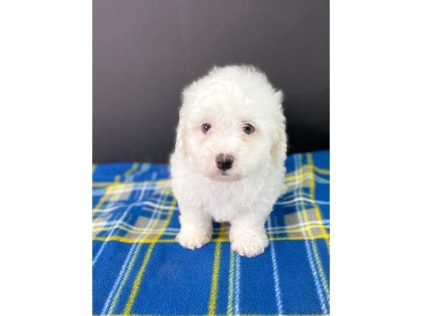 Bichon Frise DOG Male White 1030 Petland Gallipolis, OH