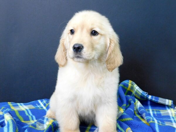 Golden Retriever DOG Female Golden 1033 Petland Gallipolis, OH