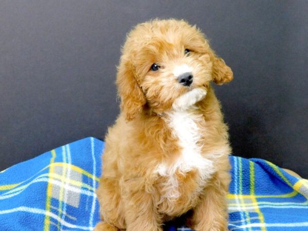 Cava Poo-DOG-Female-DARK RED-1039-Petland Gallipolis, OH