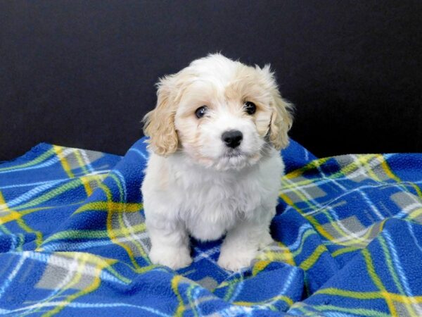 Cava Chon DOG Male Blenheim 1038 Petland Gallipolis, OH