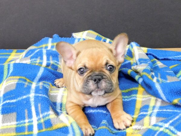 French Bulldog DOG Female FAWN 1037 Petland Gallipolis, OH